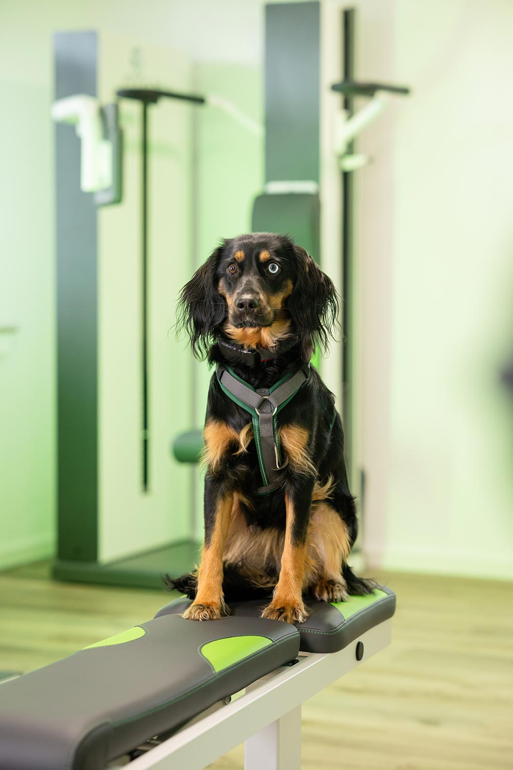 Aufmerksamer schwarzbrauner Hund mit Geschirr sitzt auf grüner Trainingsbank im Fitnessraum
